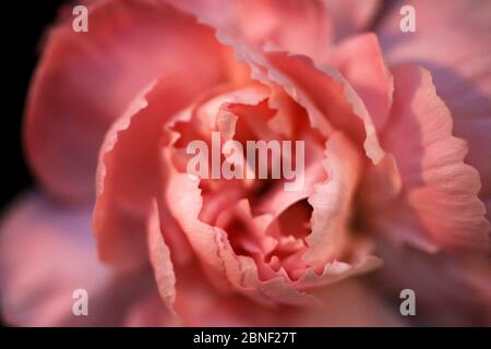 Schöne Blumen schossen aus der Nähe und in lebendigen Farben, die schönsten hellen scharfen Bilder von Naturen Schönheit in floralen Botanik. Gärten, Parks, im Freien Stockfoto