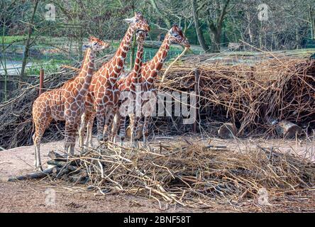 Eine Herde Giraffen, die Zweige frisst Stockfoto