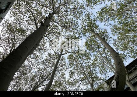 Blick auf die Vogelnester auf den Bäumen entlang der Straße, die von Vogelkot bedeckt ist, in Zhengzhou, der zentralchinesischen Provinz Henan, 12. April 2020. A n Stockfoto