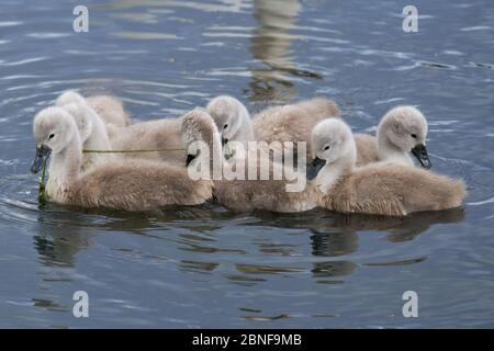 Eine Gruppe von sieben Mute Swan (Cynus olor) Cygnets Band zusammen, während sie sich ernähren, um Raubtiere zu schützen. Stockfoto