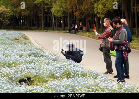 Nemophila (babyblaue Augen) sind in voller Blüte im Minhang Kulturpark, erstreckt sich über eine Fläche von 3000 Quadratmetern, Shanghai, China, 16. April 2020. Stockfoto