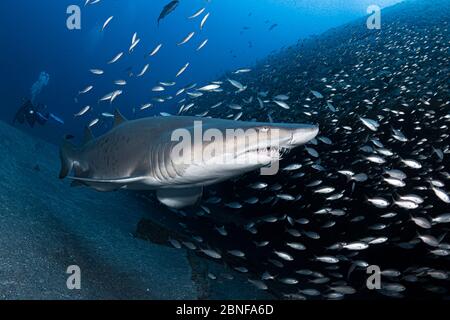 Ein Sandtiger Hai auf einem Wrack in North Caroline. Stockfoto