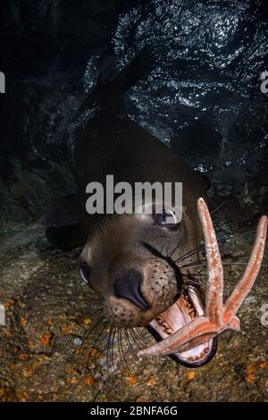 Ein junger kalifornischer Seelöwe, der mit einem Seesterne spielt. Stockfoto