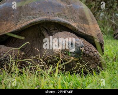 Eine wilde Galapagose Schildkröte, die sich auf einer Wiese ernährt. Stockfoto