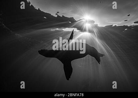 Ein junger kalifornischer Seelöwe, der direkt unter der Oberfläche schwimmt Stockfoto