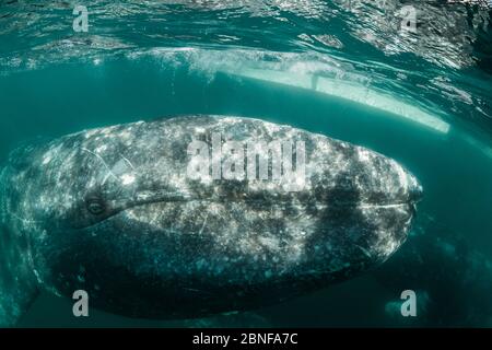 Grauwale in Magdalena Bay Stockfoto