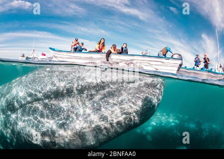 Grauwale in Magdalena Bay Stockfoto