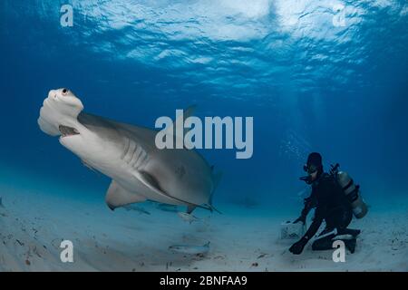 Ein großer Hammerhead, der von einem Taucher von Hand gefüttert wird Stockfoto