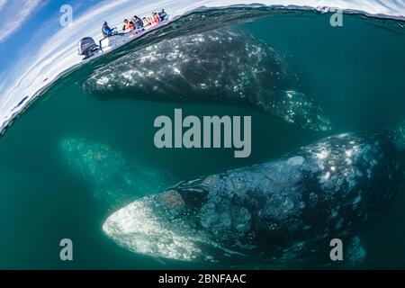 Grauwale in Magdalena Bay Stockfoto