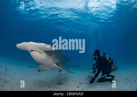 Ein großer Hammerhead, der von einem Taucher von Hand gefüttert wird Stockfoto