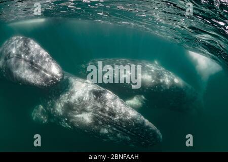 Grauwale in Magdalena Bay Stockfoto