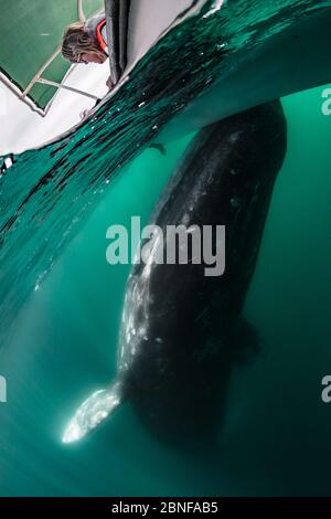 Grauwal in Magdalena Bay Stockfoto