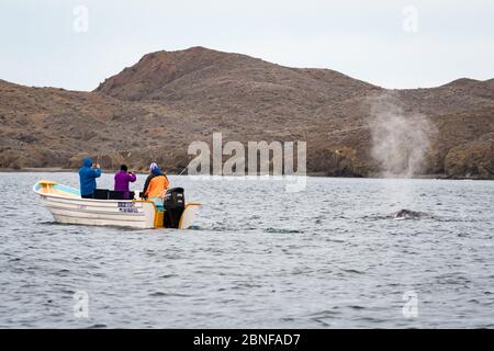 Grauwal in Magdalena Bay Stockfoto