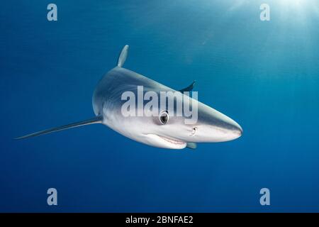 Ein blauer Hai direkt unter der Oberfläche Stockfoto