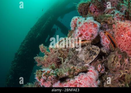 Säulen des Ellen Oil Rig in Kalifornien Stockfoto