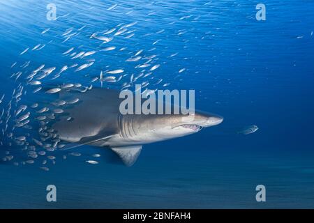 Ein Sandtiger Hai auf einem Wrack in North Caroline. Stockfoto