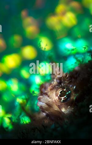 Ein kleiner Blenny, der aus seinem Haus herauskommt Stockfoto