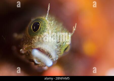 Ein Blenny versteckt sich in seinem Haus Stockfoto