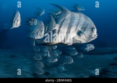 Atlantischer Spadefish auf einem Hai-Tauchgang in Florida. Stockfoto