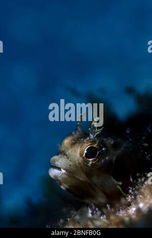 Ein kleiner Blenny, der aus seinem Haus herauskommt Stockfoto