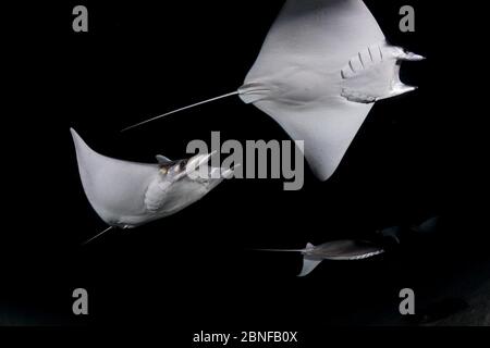 Mobula ray Nachttauchgang Stockfoto