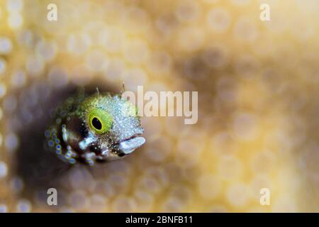 Ein Blenny versteckt sich in seinem Haus Stockfoto