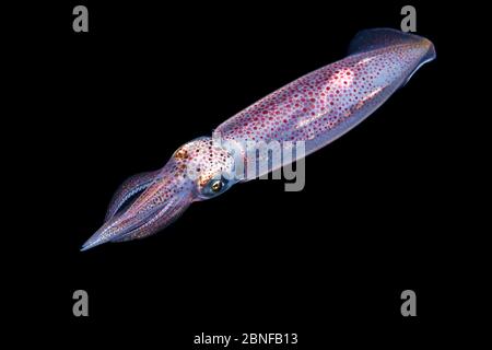 Tintenfisch auf einem Schwarzwasser-Tauchgang in Florida. Stockfoto