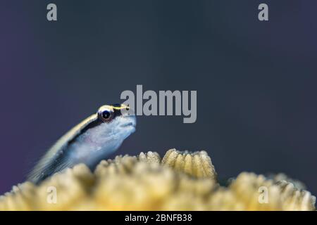 Ein cayman-Reinigungskater ruht auf einem Korallenkopf Stockfoto