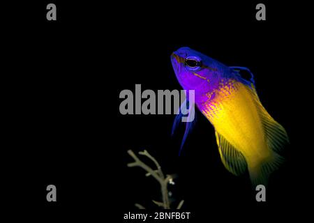 Dies ist ein Märchenbassin in Grand Cayman Stockfoto