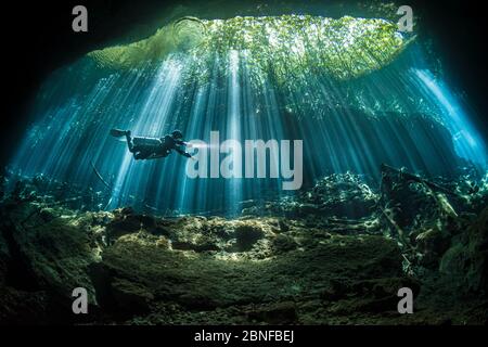 Ein Taucher in Sonnenstrahlen in einem Cenote in Quintana Roo, Mexiko. Stockfoto