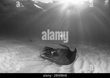 Südliche Stachelrochen über einer Sandbank Stockfoto