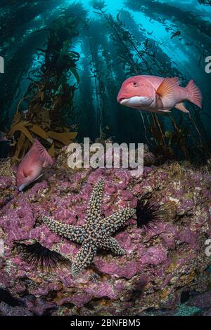 Kalifornischer Schafskopfwrasse und ein Seestern in einem Kelp-Wald Stockfoto