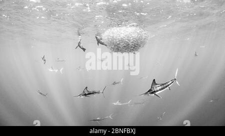 Gestreifter Marlin Jagd Makrele Stockfoto