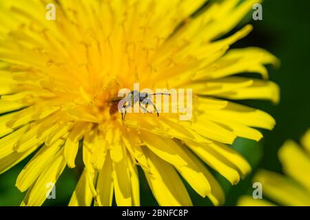 Biene auf Löwenzahn Blume im Frühling Stockfoto