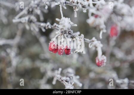 Selektive Fokusaufnahme eines Rose Hip Brunch in einem Baum mit Reif bedeckt Stockfoto