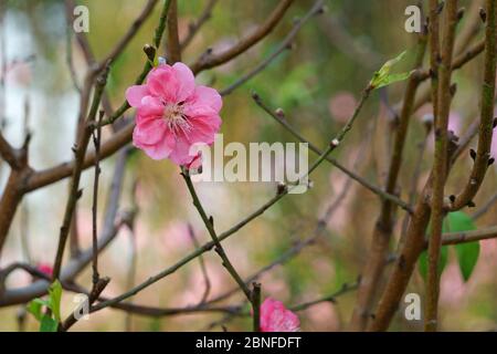 Nahaufnahme von rosa Pfirsichblüte Stockfoto