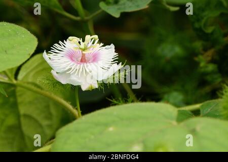 Nahaufnahme der passiflora foetida Blume am Morgen Stockfoto