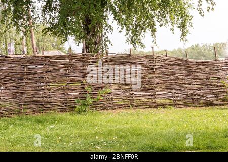 Hoher Weidenzaun im traditionellen Stil neben einem Busch der roten Johannisbeere auf geschert Gras, hinter einem Zaun eine Birke, selektive Fokussierung Stockfoto