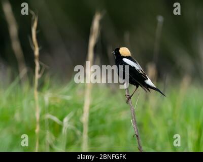 Bobolink, Dolichonyx oryzivorus, ein Zugvogel im Grasland von Ohio Stockfoto