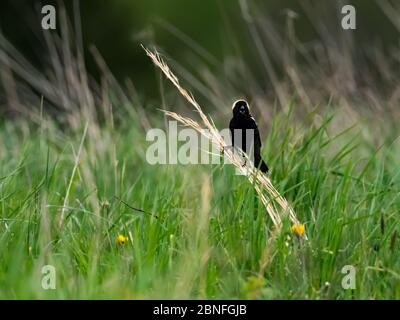 Bobolink, Dolichonyx oryzivorus, ein Zugvogel im Grasland von Ohio Stockfoto