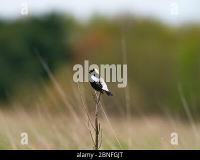 Bobolink, Dolichonyx oryzivorus, ein Zugvogel im Grasland von Ohio Stockfoto