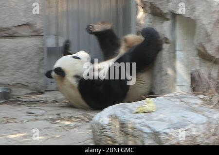 --DATEI--Pandas in Beijing Zoo, die Eröffnung nach 59-Tage-Abschaltung wieder startet, genießen Sie gemütliche Zeit, Peking, China, 23. März 2020. Touristen, die V wollen Stockfoto