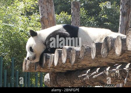 --DATEI--Pandas in Beijing Zoo, die Eröffnung nach 59-Tage-Abschaltung wieder startet, genießen Sie gemütliche Zeit, Peking, China, 23. März 2020. Touristen, die V wollen Stockfoto