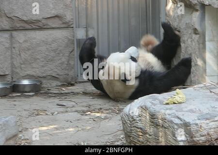 --DATEI--Pandas in Beijing Zoo, die Eröffnung nach 59-Tage-Abschaltung wieder startet, genießen Sie gemütliche Zeit, Peking, China, 23. März 2020. Touristen, die V wollen Stockfoto