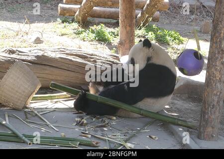 --DATEI--Pandas in Beijing Zoo, die Eröffnung nach 59-Tage-Abschaltung wieder startet, genießen Sie gemütliche Zeit, Peking, China, 23. März 2020. Touristen, die V wollen Stockfoto