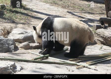 --DATEI--Pandas in Beijing Zoo, die Eröffnung nach 59-Tage-Abschaltung wieder startet, genießen Sie gemütliche Zeit, Peking, China, 23. März 2020. Touristen, die V wollen Stockfoto