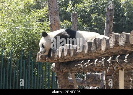 --DATEI--Pandas in Beijing Zoo, die Eröffnung nach 59-Tage-Abschaltung wieder startet, genießen Sie gemütliche Zeit, Peking, China, 23. März 2020. Touristen, die V wollen Stockfoto