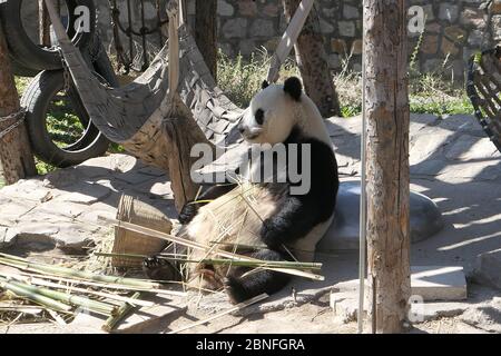 --DATEI--Pandas in Beijing Zoo, die Eröffnung nach 59-Tage-Abschaltung wieder startet, genießen Sie gemütliche Zeit, Peking, China, 23. März 2020. Touristen, die V wollen Stockfoto