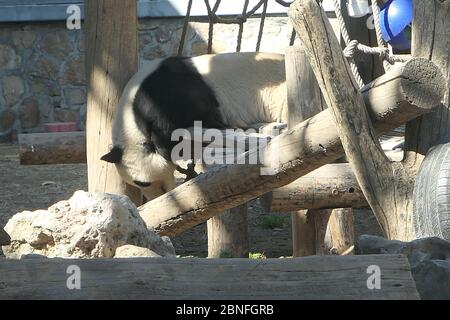 --DATEI--Pandas in Beijing Zoo, die Eröffnung nach 59-Tage-Abschaltung wieder startet, genießen Sie gemütliche Zeit, Peking, China, 23. März 2020. Touristen, die V wollen Stockfoto