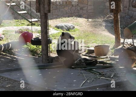 --DATEI--Pandas in Beijing Zoo, die Eröffnung nach 59-Tage-Abschaltung wieder startet, genießen Sie gemütliche Zeit, Peking, China, 23. März 2020. Touristen, die V wollen Stockfoto